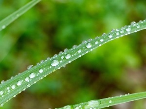 drops of dew - Photo by Gary Gianini