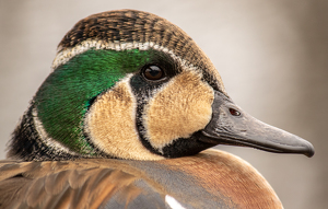 Duck Portrait - Photo by Grace Yoder