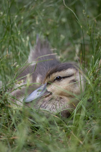 Duckling in Grass - Photo by Grace Yoder