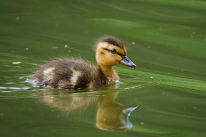 Duckling on the move - Photo by Jeff Levesque