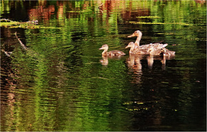Ducklings - Photo by Bruce Metzger