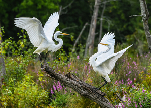 Dueling Egrets - Photo by Libby Lord