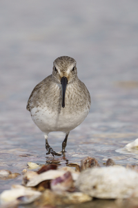 Dunlin on the move - Photo by Jeff Levesque