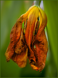 Dying Tulip - Photo by Frank Zaremba, MNEC