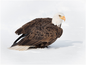 Eagle in the Snow - Photo by Danielle D'Ermo