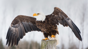 Eagle Ready for Flight - Photo by Danielle D'Ermo