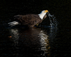 Eagle taking a drink and a bath - Photo by Libby Lord