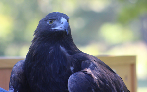eagle - Photo by Harold Grimes
