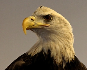Eagle - Photo by Bill Latournes