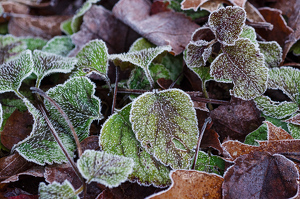 early morning frost - Photo by John Parisi