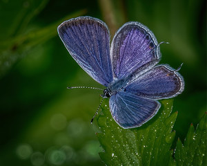 Salon 2nd: Eastern Tailed Blue Butterfly by John McGarry