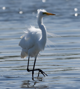 Egret waiting on Low Tide - Photo by Kevin Hulse