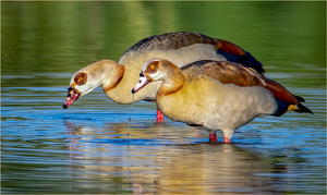 Egyptian Geese - Photo by Susan Case