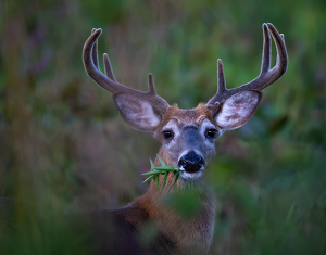 Eight point buck enjoying a snack - Photo by Merle Yoder