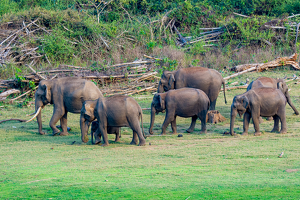 Elephant herd - Kabini forest, India - Photo by Aadarsh Gopalakrishna