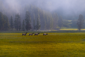 Elk in Meadow - Photo by Danielle D'Ermo