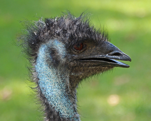 Emu - Photo by Bill Latournes