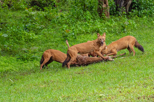 Endangered Asiatic wild dog pack with a Spotted Deer Kill - Photo by Aadarsh Gopalakrishna