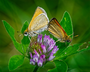 European Skippers Mating - Photo by John McGarry