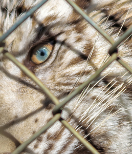 Eye of the White Tiger - Photo by John Straub