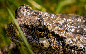 Eye of Toad? - Photo by Arthur McMannus