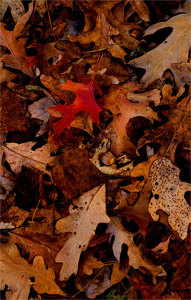 Fall Remnants - Photo by Alene Galin