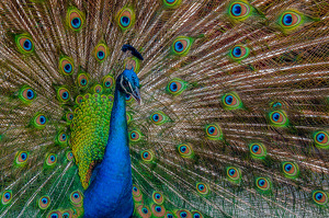 Feathers... - Photo by Aadarsh Gopalakrishna