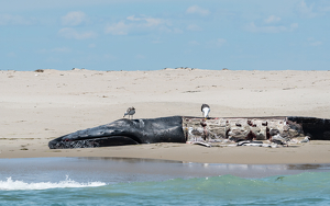 Feeding on a Dead Whale - Photo by Lorraine Cosgrove