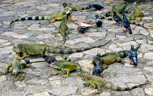 Feeding Pidgeons And Iguanas In Guayaquil, Ecuador - Photo by Louis Arthur Norton