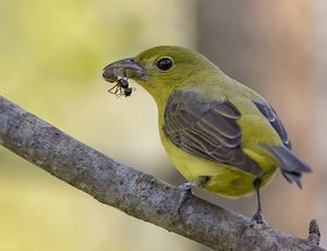 Female Scarlet Tanager - Photo by Merle Yoder