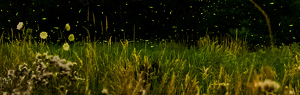 Field of Fireflies - Photo by Libby Lord
