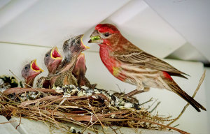 Finch Father Feeds Famished Family - Photo by John Straub