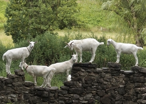 Five Goats and A Stone Wall - Photo by Quyen Phan
