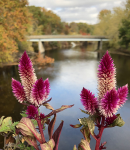 Flower Bridge In Autumn - Photo by Louis Arthur Norton