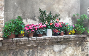 Flowers of Italy - Photo by Libby Lord