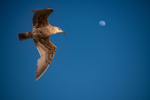 Fly Me to the Moon - Photo by Peter Rossato