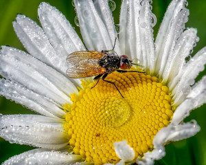 Fly on Daisy - Photo by John McGarry