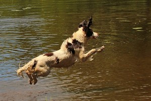 Flying Dog - Photo by Bill Latournes