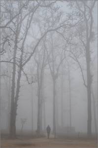 Fog - Photo by Susan Case