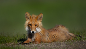 Fox at Rest - Photo by Danielle D'Ermo