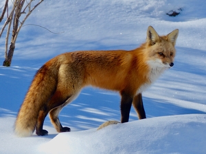 Class B 1st: foxy lady in the snow by Wendy Rosenberg