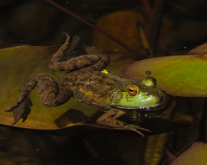 Class B HM: Frog in a pond by Quyen Phan