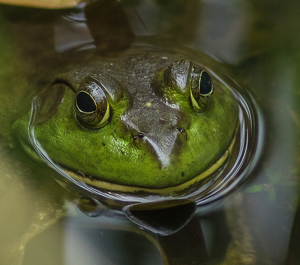 Frog - Photo by Marylou Lavoie