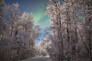 Frozen Forest - Photo by Ben Skaught