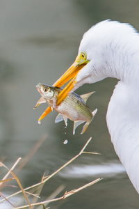 Class B 2nd: GREAT EGRET with a catch , Orlando , Florida by Aadarsh Gopalakrishna