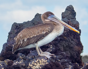 Galapagos Brown Pelican On Volcanic Roost - Photo by Bob Ferrante