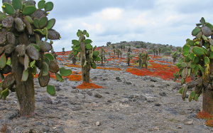 Galapagos Catus Forest - Photo by Louis Arthur Norton