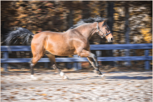 Galloping - Photo by Frank Zaremba, MNEC