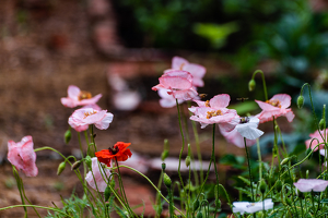 Garden Poppies - Photo by Peter Rossato