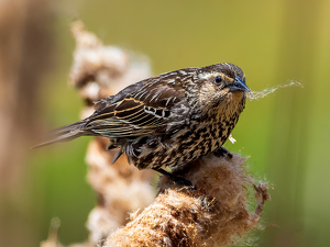 Gathering Nesting Material - Photo by Frank Zaremba, MNEC